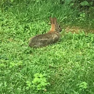 Meet your Posher, Abbey